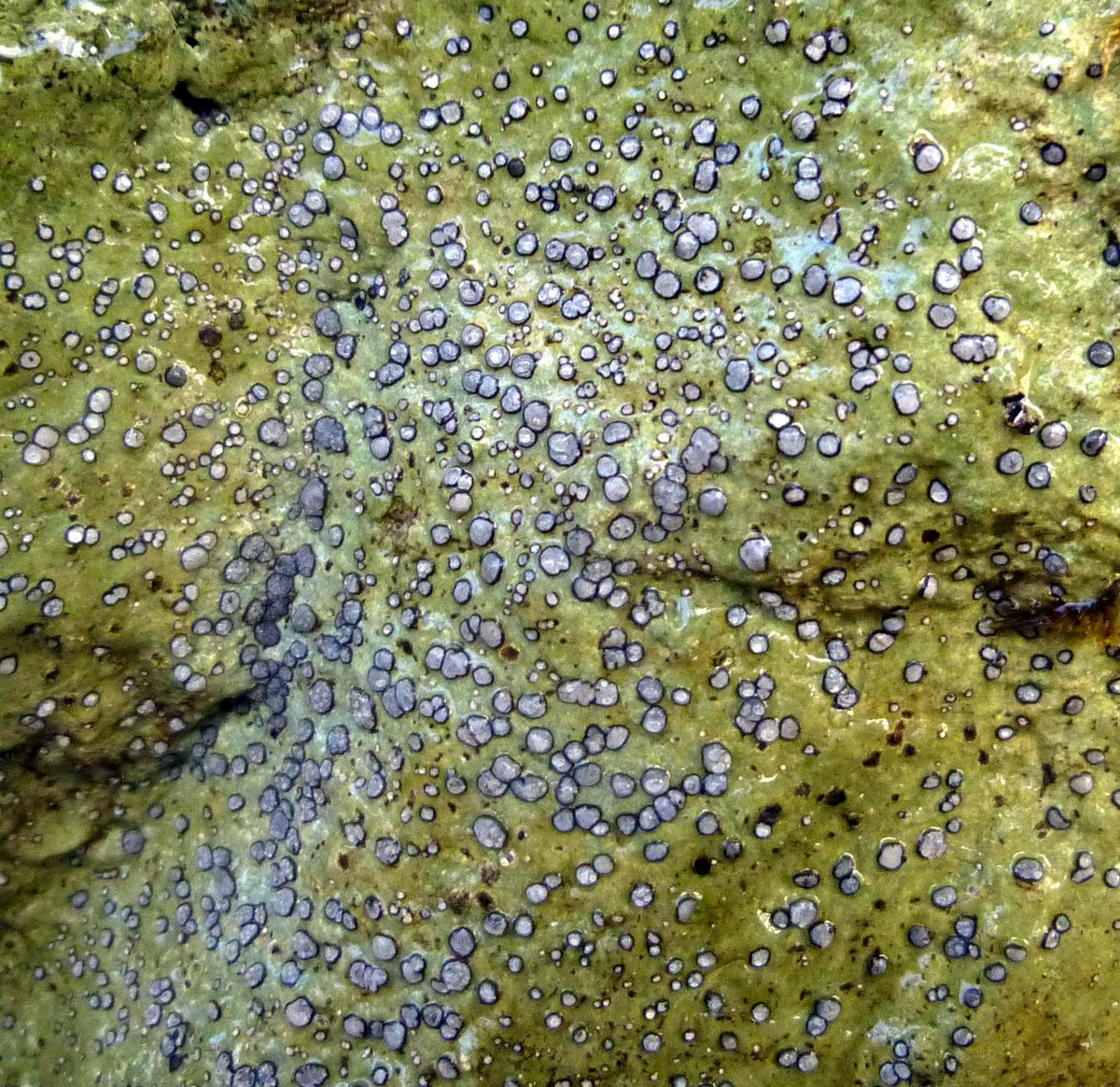7. Smokey Eye Boulder Lichen
