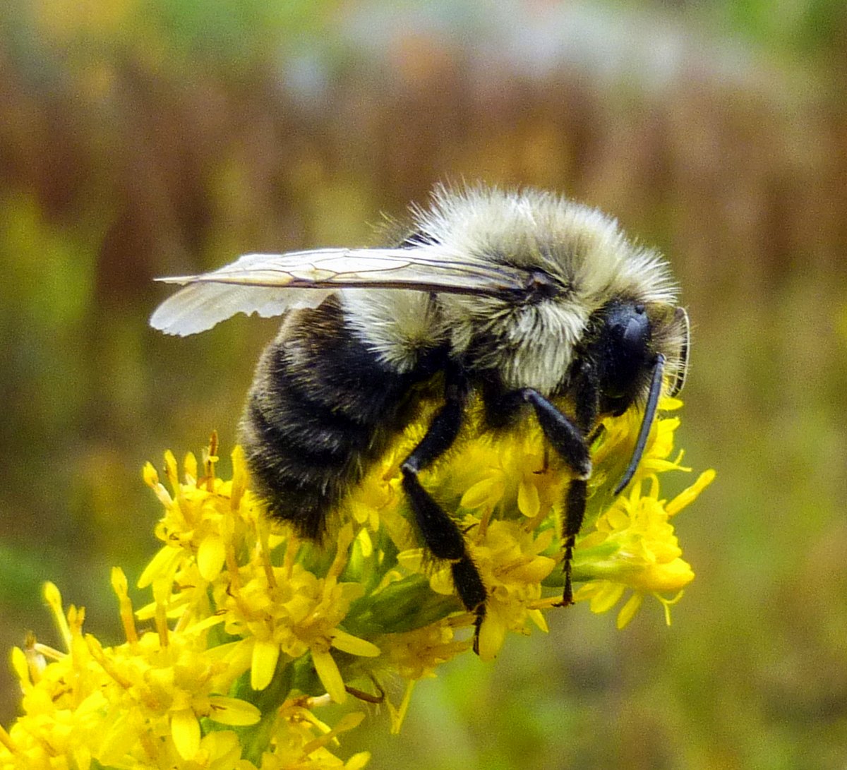 1. Bumblebee on Goldenrod