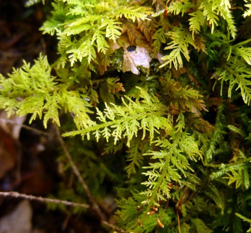 7. Delicate Fern Moss aka Thuidium delicatulum