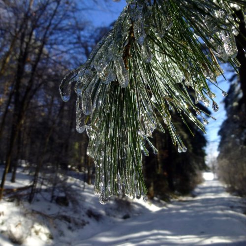 4. Ice Covered Pine Needles