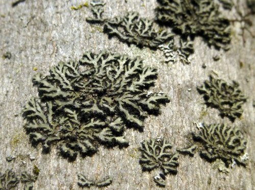 9. Lichens on Maple