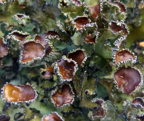 13. Rimmed Camouflage Lichen aka Melanelia hepatizon Apothecia