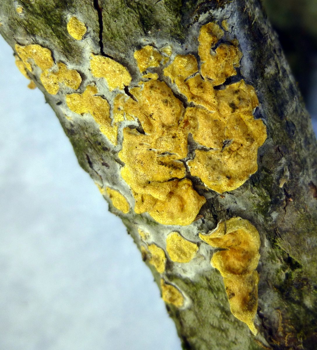 14. Yellow Crust Fungus