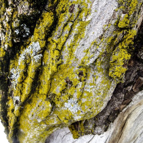 4. Fringed Candleflame Lichens on Crabapple