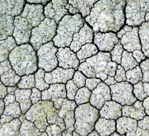 11. Contorted rimmed lichen aka Aspicilia contorta  Lichen Fruiting