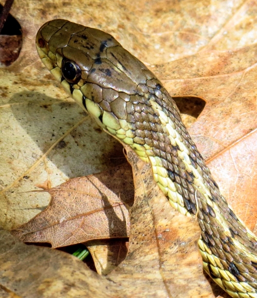 11. Garter Snake