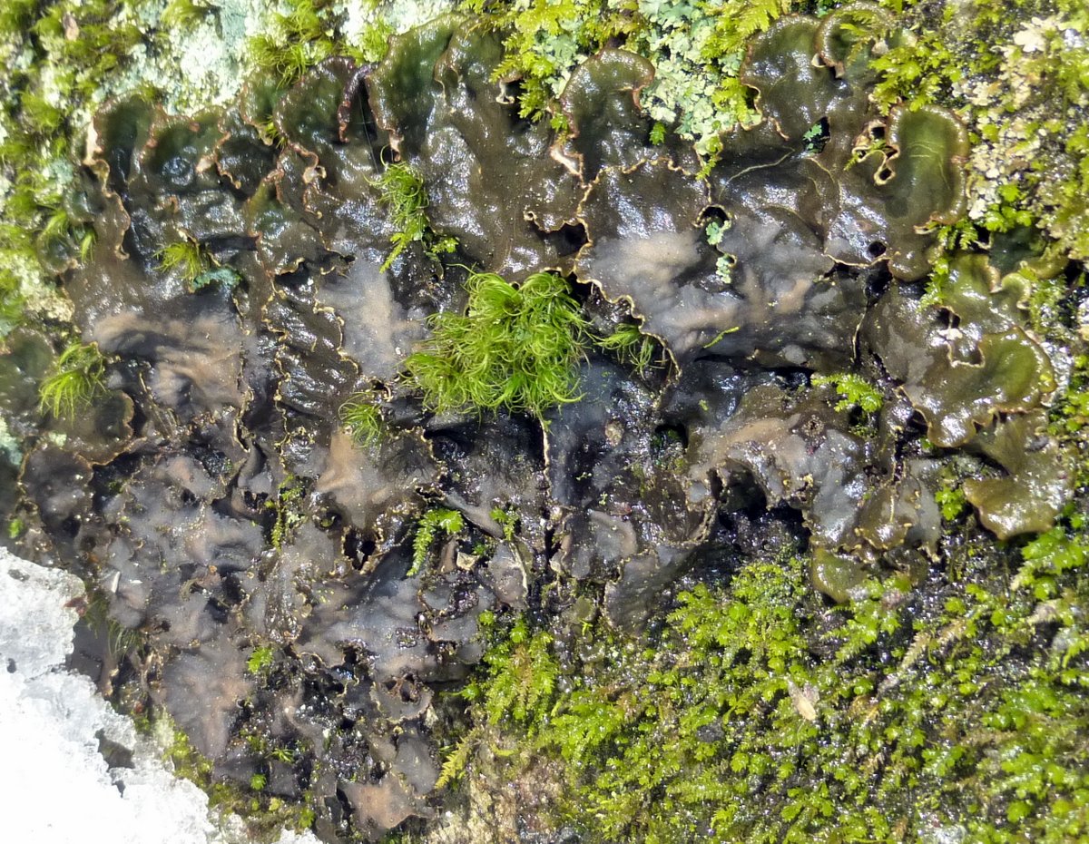 5. Dog Lichen