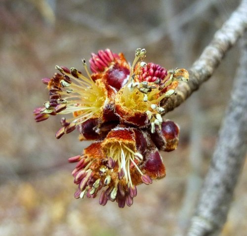6. Male Red Maple Flowers-2