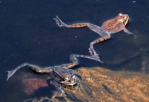 9. Frogs