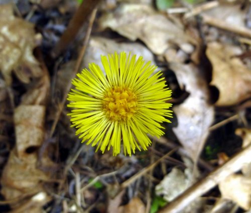 12. Coltsfoot