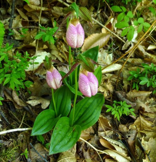 15. Lady's Slippers
