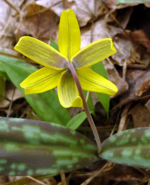 15. Trout Lily