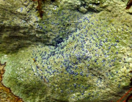 4. Smokey Eye Boulder Lichen