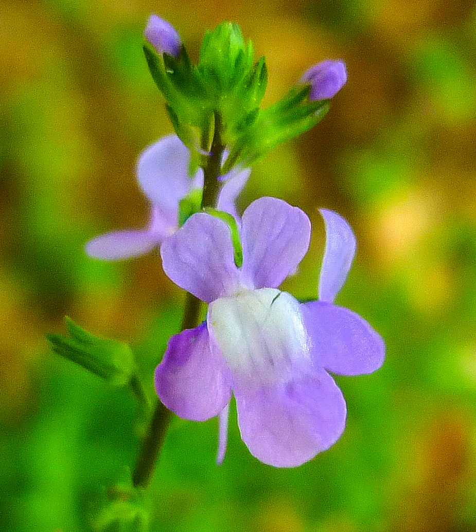 5. Toadflax