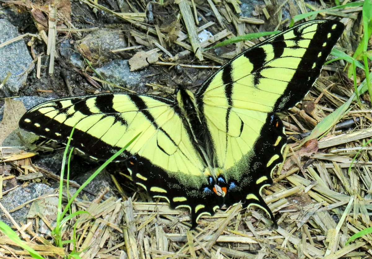 1. Eastern Tiger Swallowtail