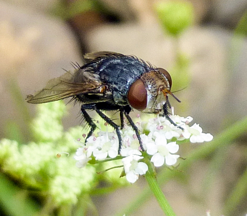 8. Tachinid Fly