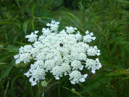 10. Queen Anne's Lace