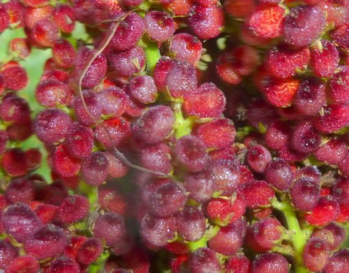 10. Smooth Sumac Berries