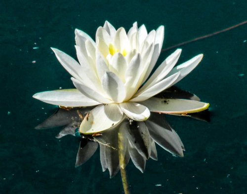 11. White Waterlily