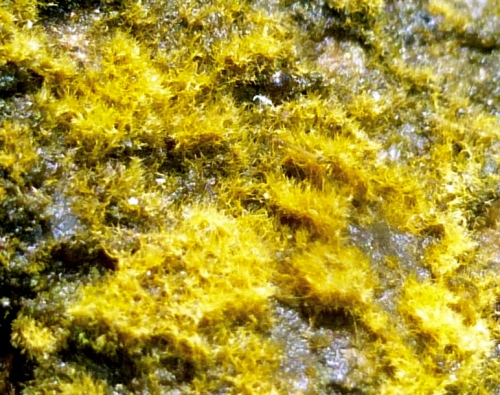 15. Algae