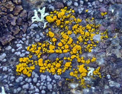 19. Goldspeck Lichen