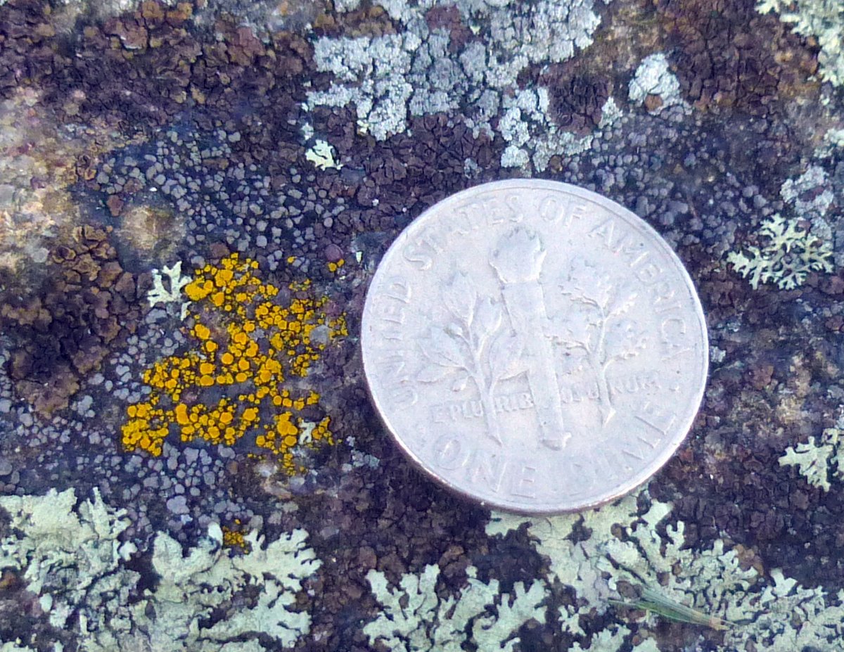 20. Goldspeck Lichen