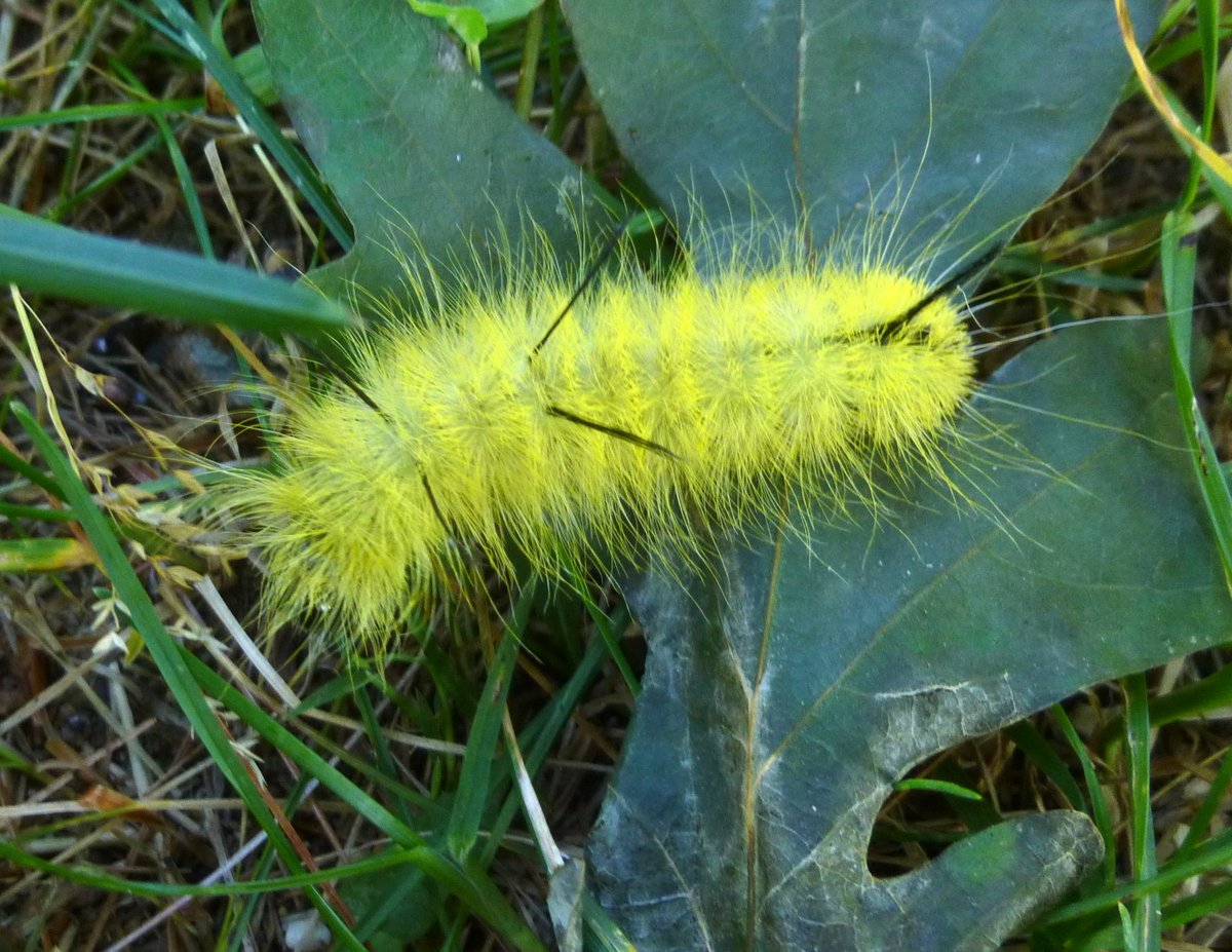 3. American Dagger Moth Caterpillar
