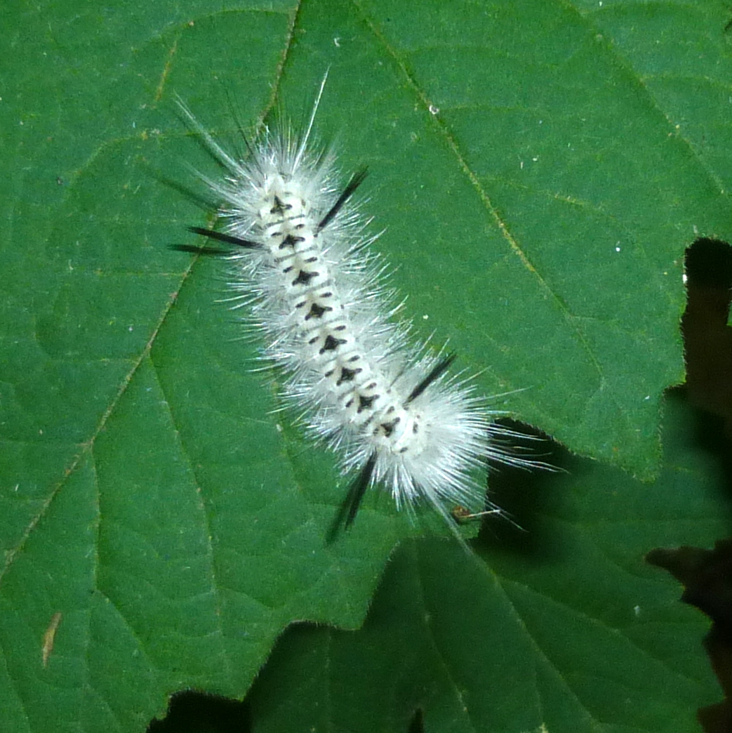 4. White Caterpillar