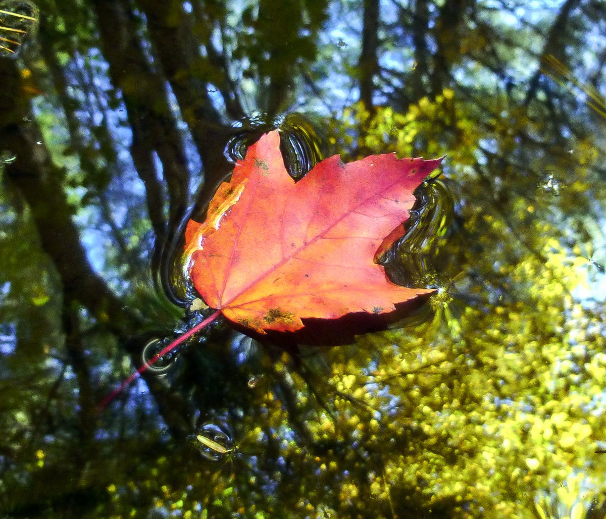 17. Maple Leaf