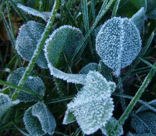 3. Frosted Clover Leaves