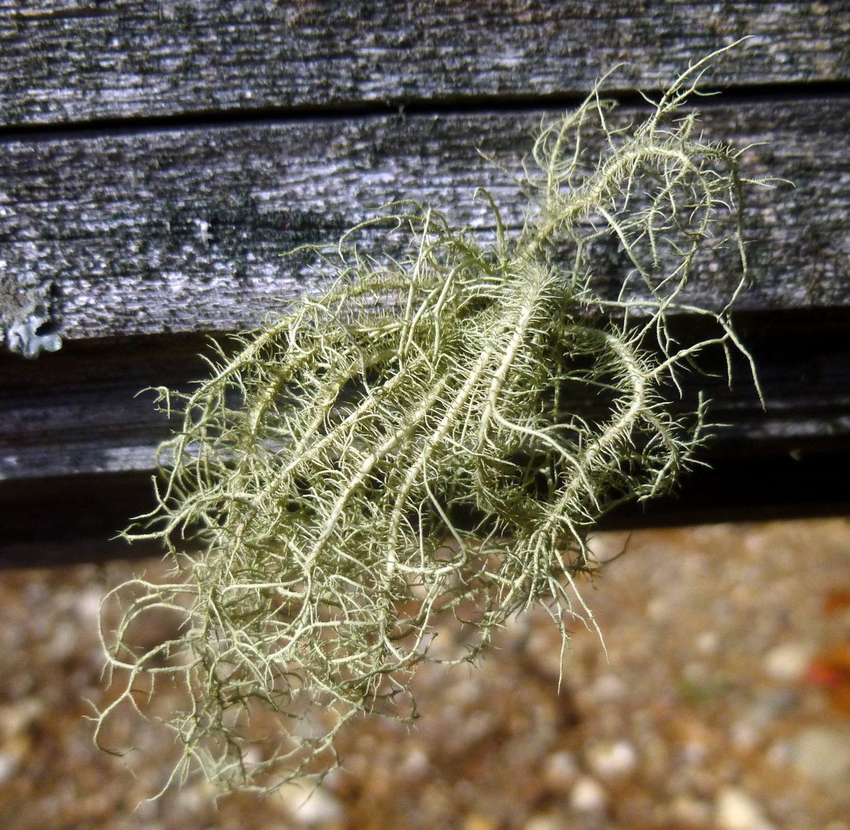 14. Fishbone Beard Lichen