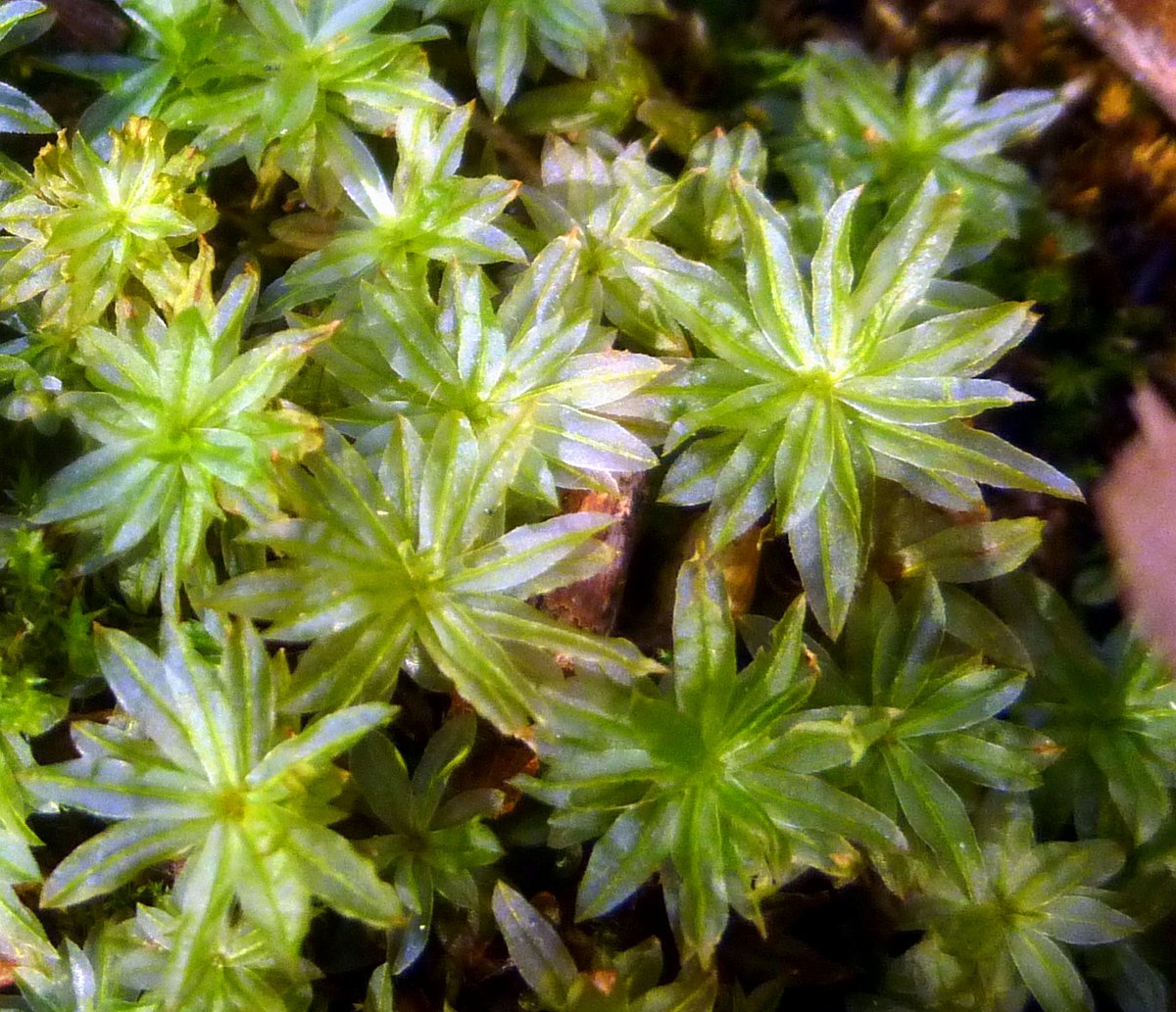 15. Bordered Thyme Moss