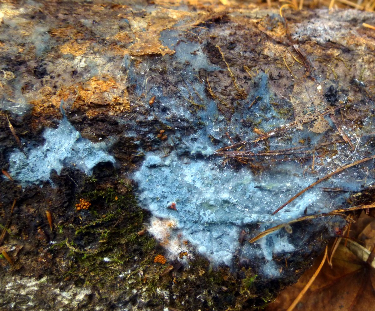 5. Blue Crust Fungus