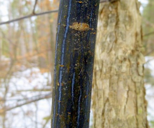 13. Striped Maple Bark