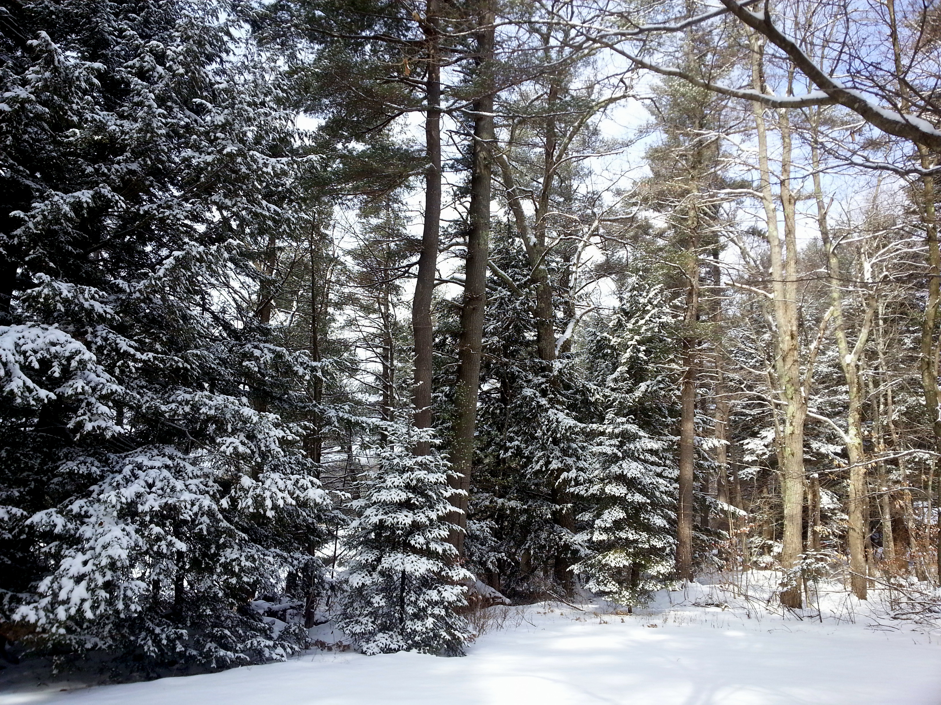 1. Winter Woods