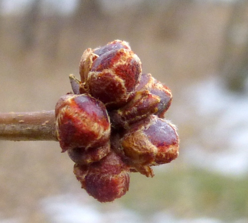 11. Red Maple Buds