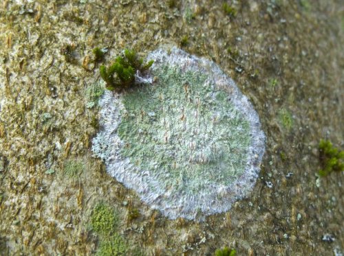 15. Maple Dust Lichen on Beech