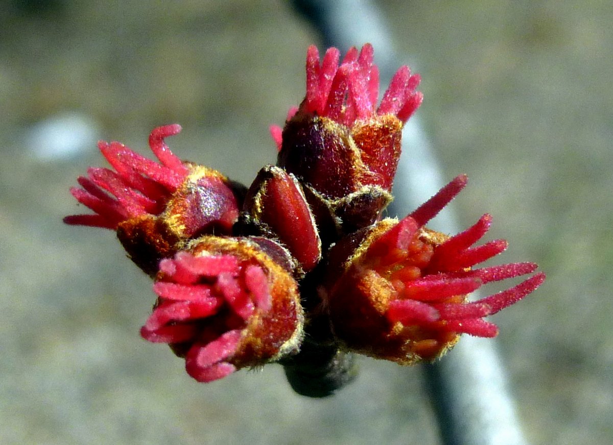 13. Female Red Maple Flowers