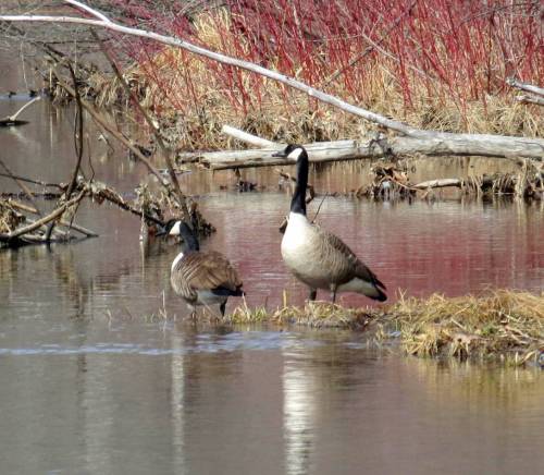 3. Canada Geese