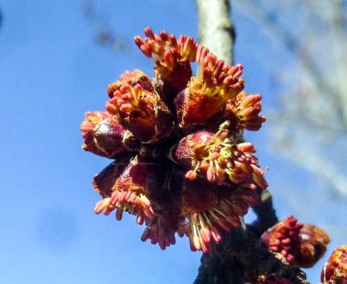 8. Male Red Maple Flowers