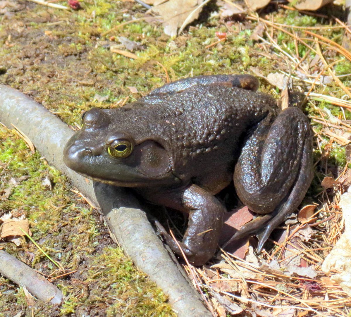 12. Bullfrog