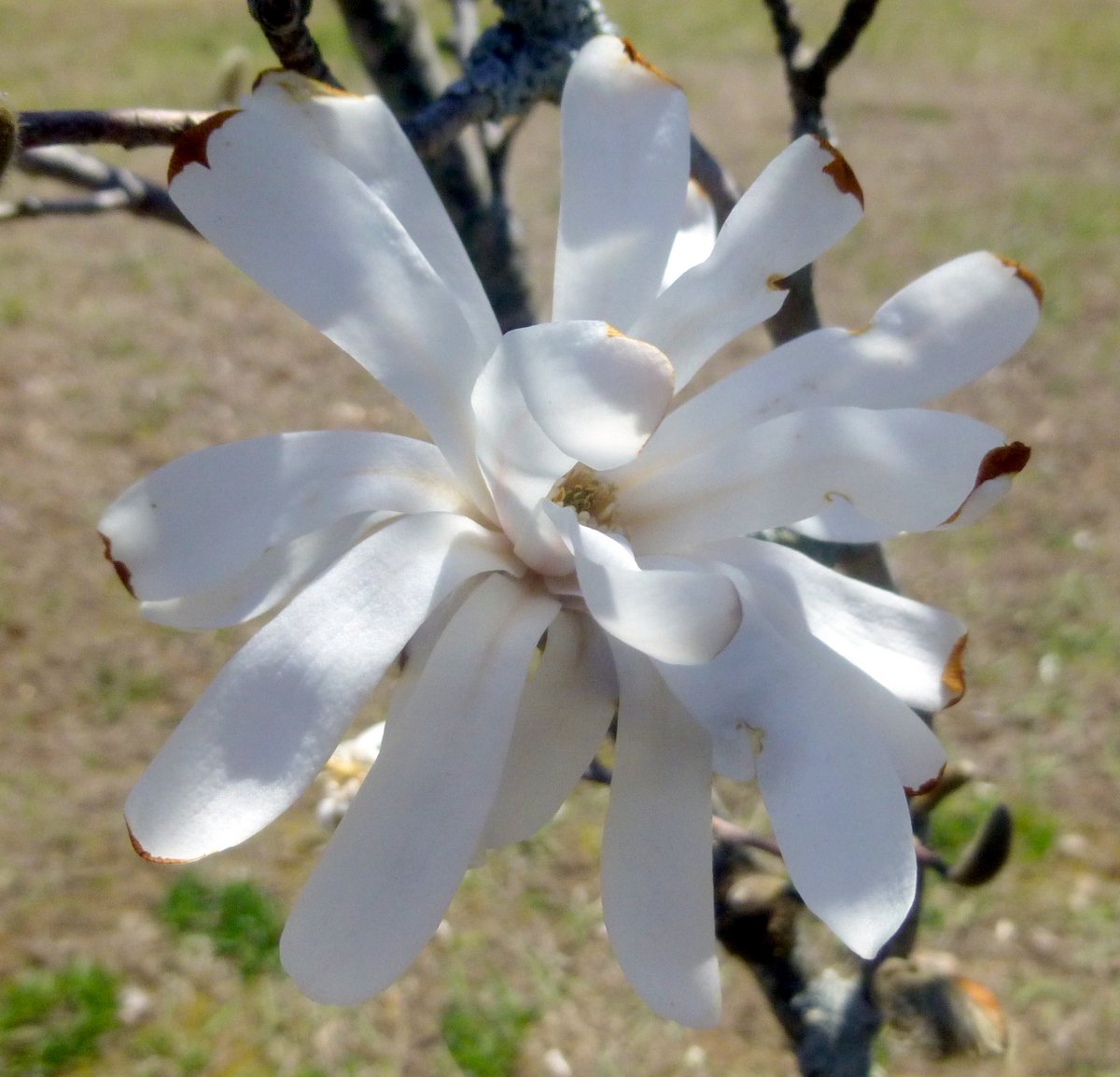 2. Magnolia