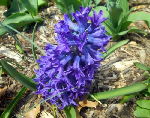 4. Hyacinth