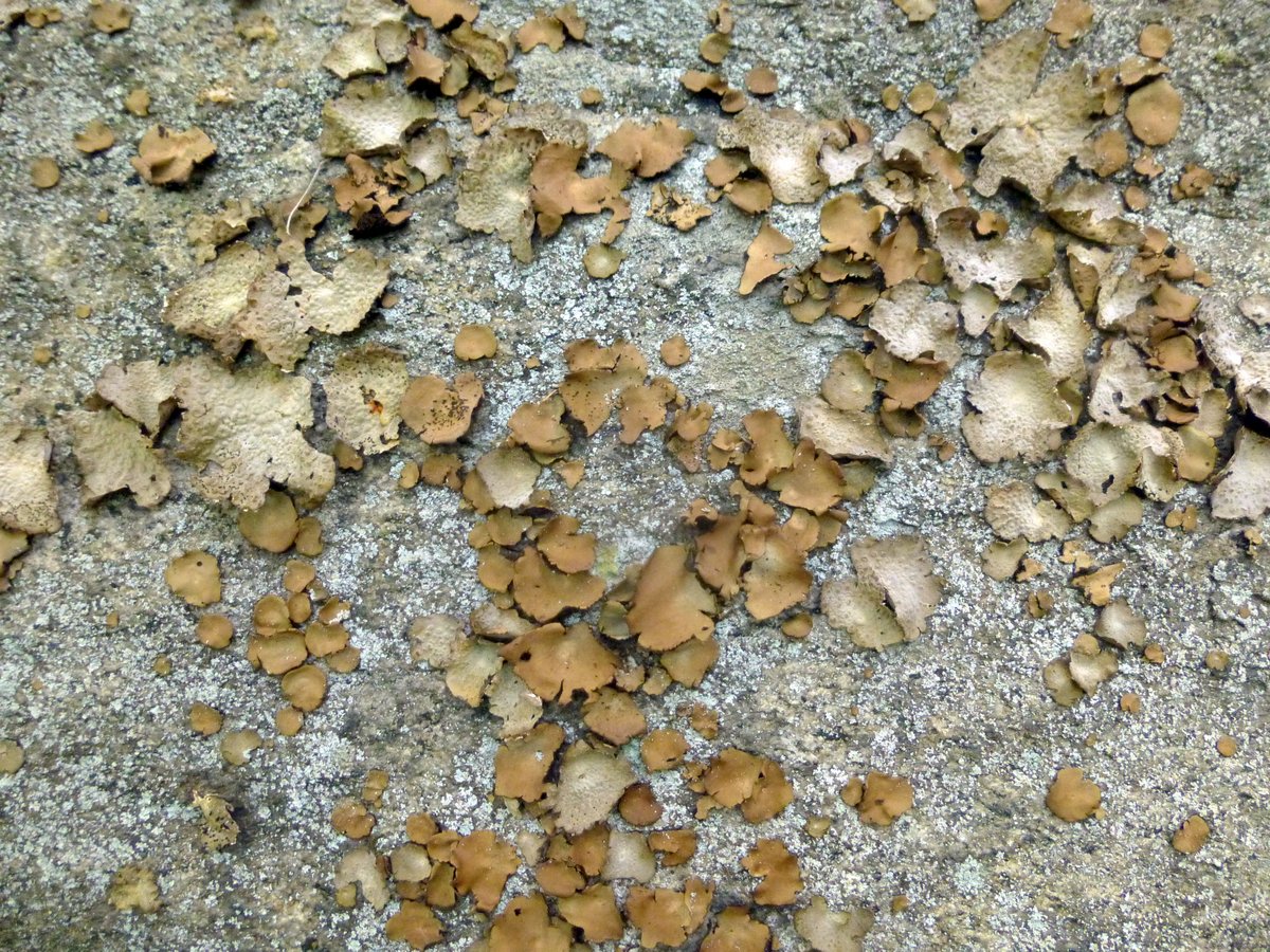 17. Toadskin and Rock Tripe Lichens