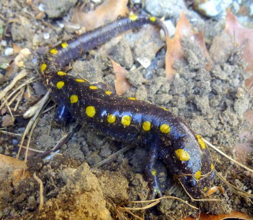 2. Spotted Salamander