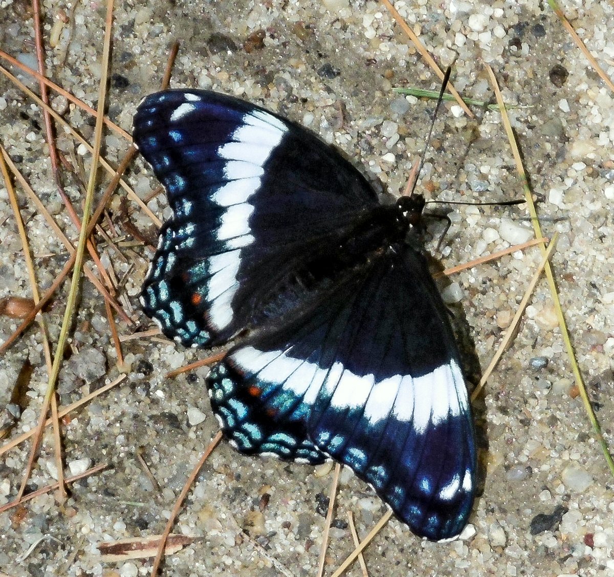 17. White Admiral Butterfly