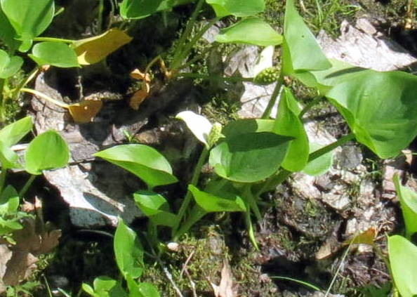 20. Wild Calla aka Calla palustris