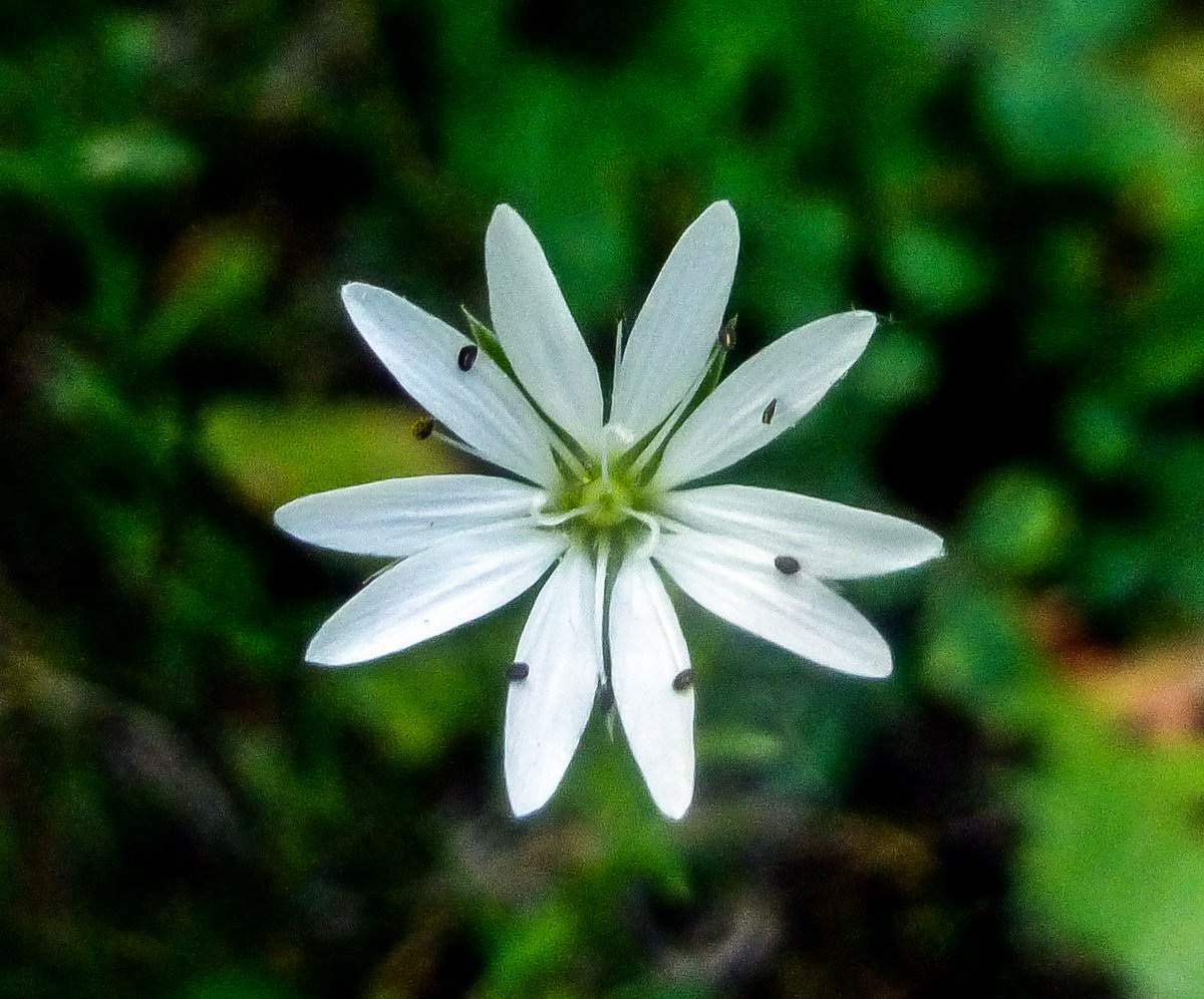 9. Lesser Stitchwort (Stellaria graminea)