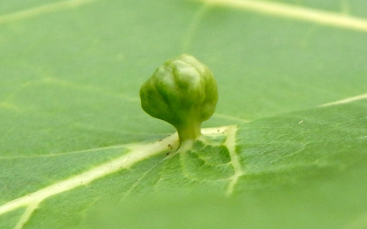 10. Gall on Maple Leaf