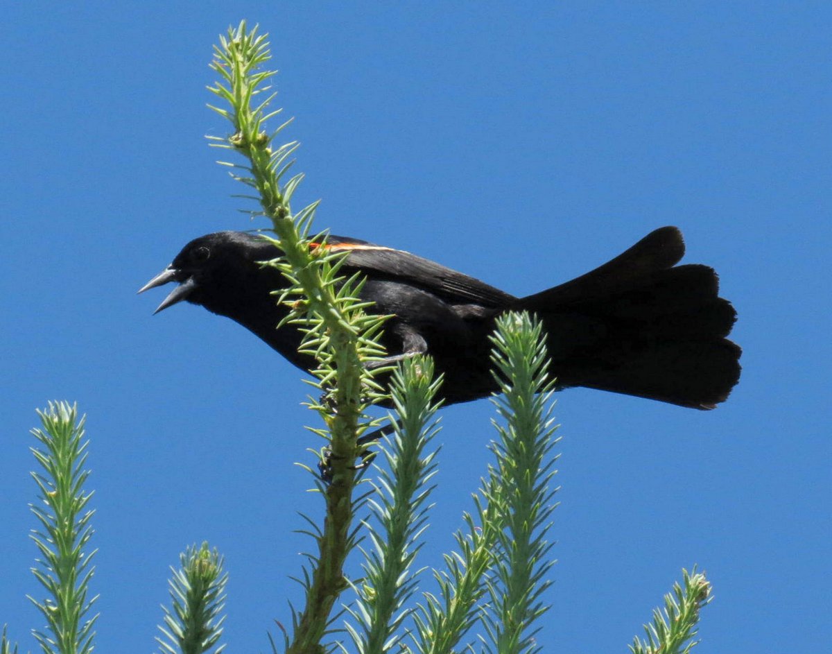 10. Red Wing Blackbird